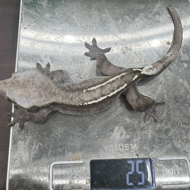 아잔틱