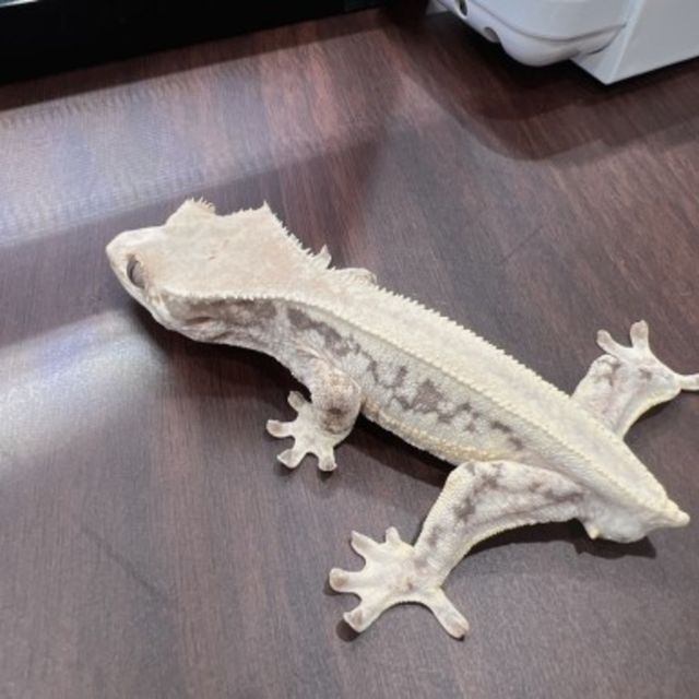 릴리화이트