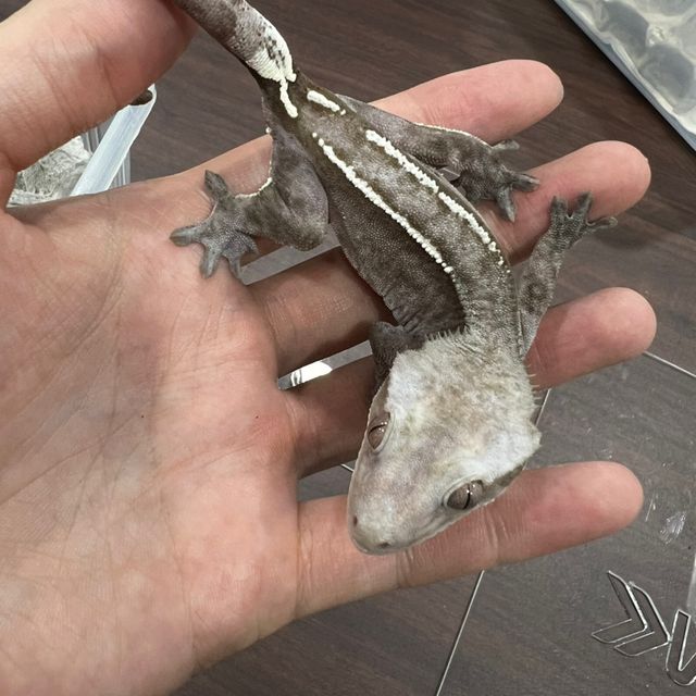 아잔틱