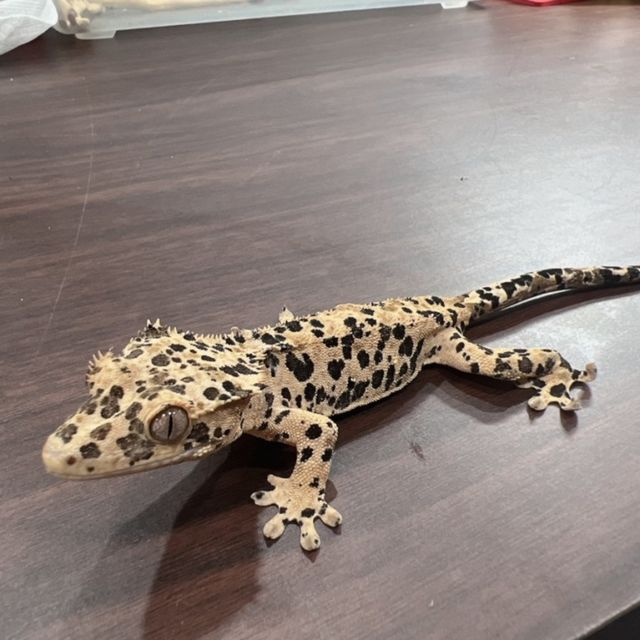 달마시안