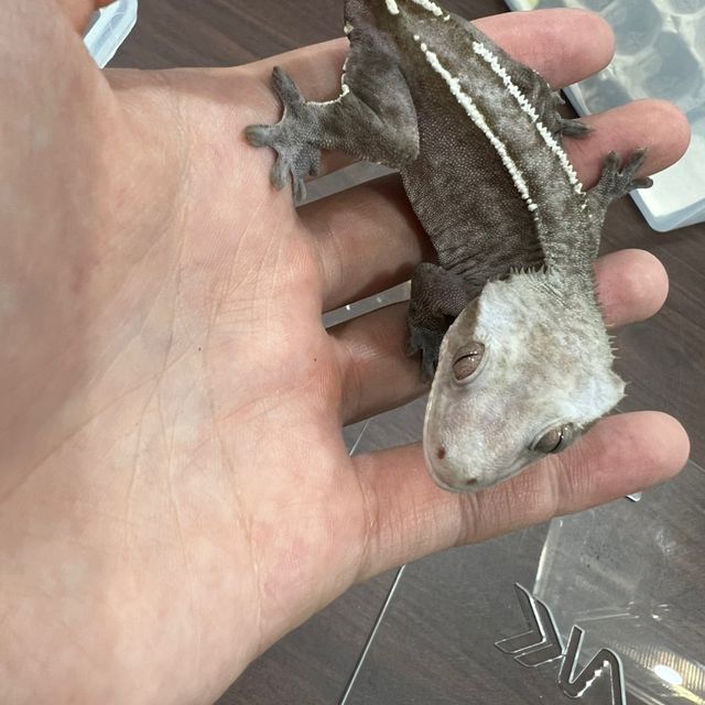 아잔틱