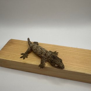 누아미 누아나 하이 컬러