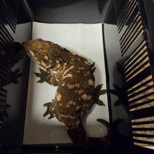 다크 레드바 GT 트로거 코기스