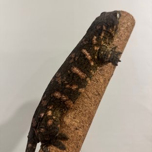 레드바 GT 하이 컬러