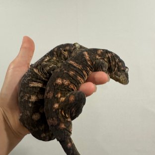 레드바 코기스 트로거