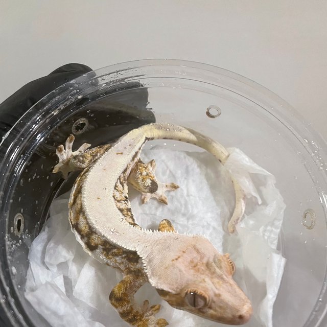 릴리화이트 솔리드백