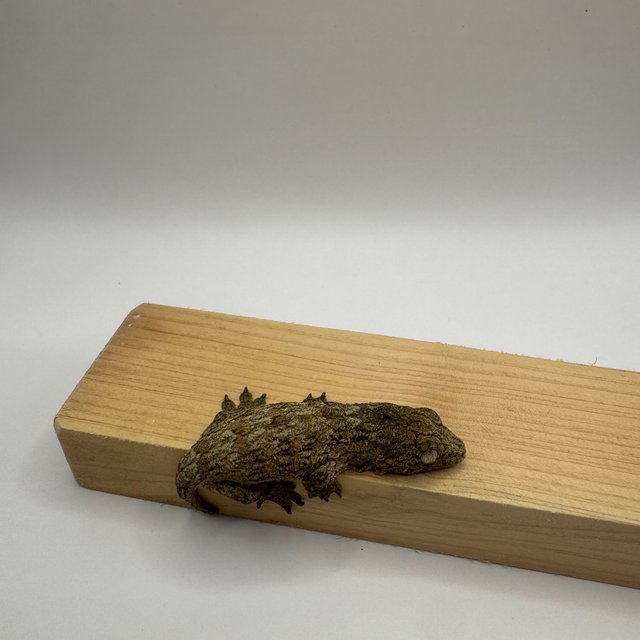 누아나 누아미 하이 컬러