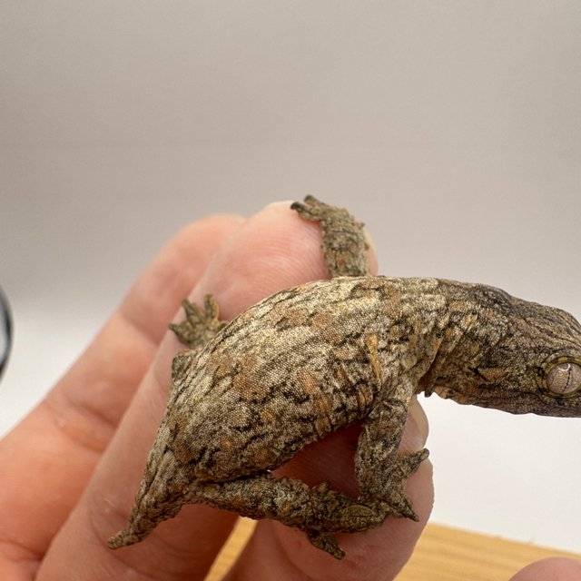 누아미 누아나 하이 컬러