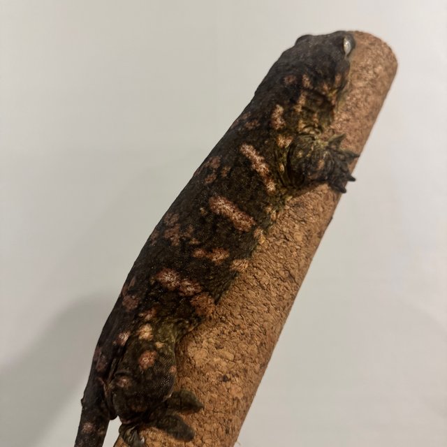 레드바 GT 하이 컬러