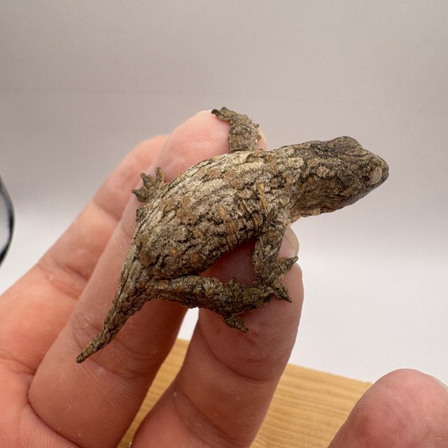 누아미 누아나 하이 컬러