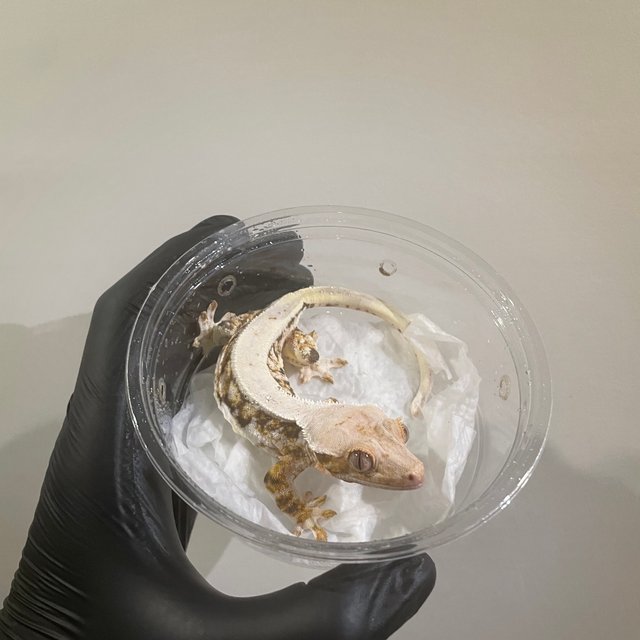 릴리화이트 솔리드백