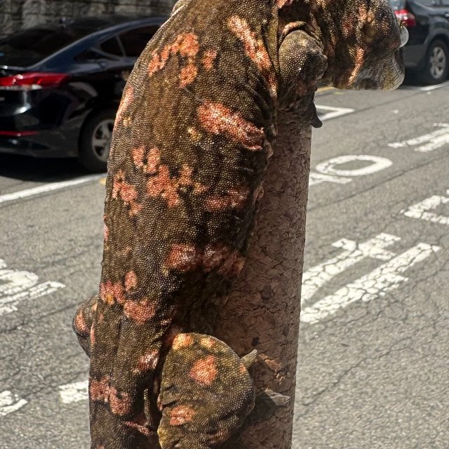 레드바 GT 하이 컬러