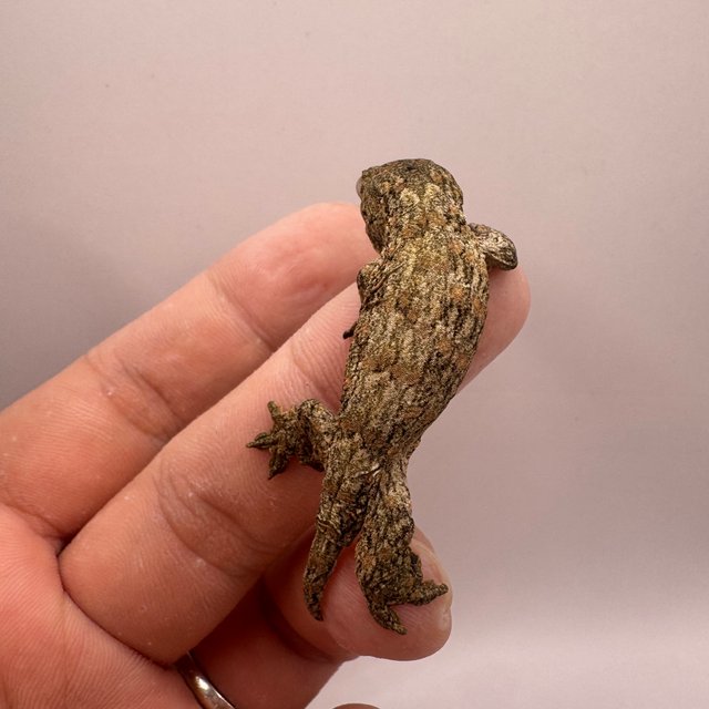 누아나 누아미 하이 컬러