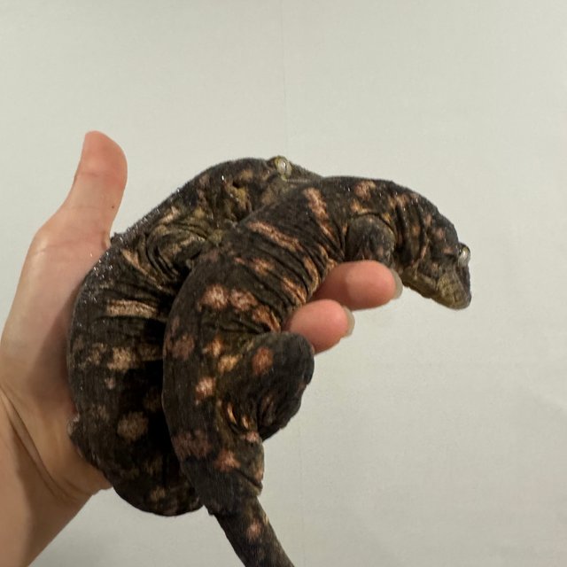 레드바 코기스 트로거