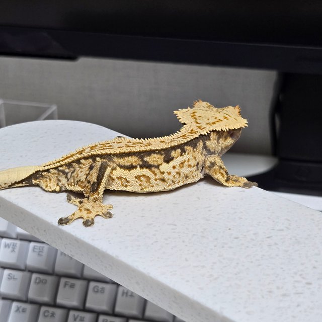 쿼드 노멀 트라이 슈퍼스트라이프 풀핀