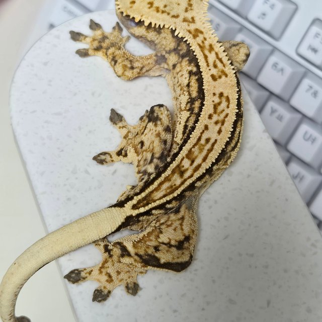 쿼드 노멀 트라이 슈퍼스트라이프 풀핀