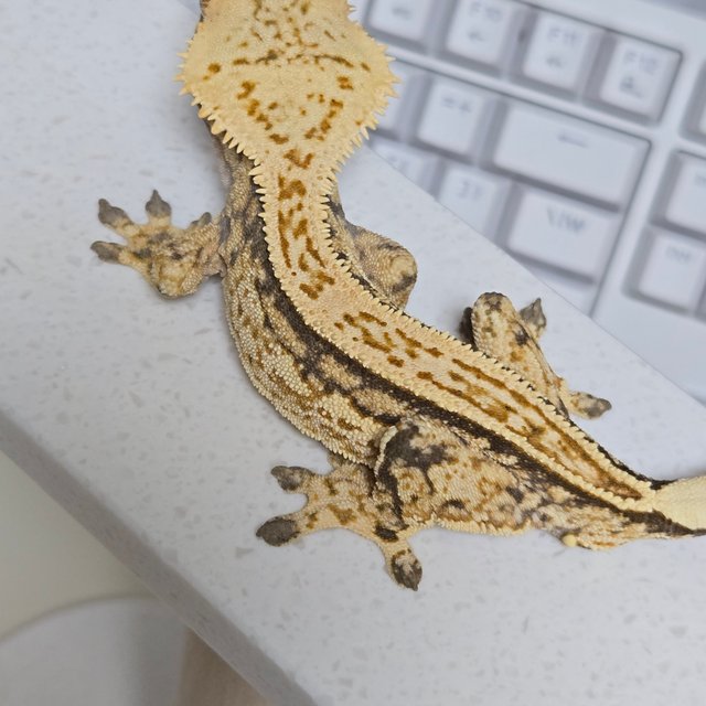 쿼드 노멀 트라이 슈퍼스트라이프 풀핀