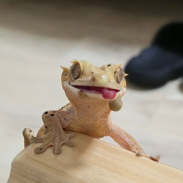 달마시안 슈퍼달마시안