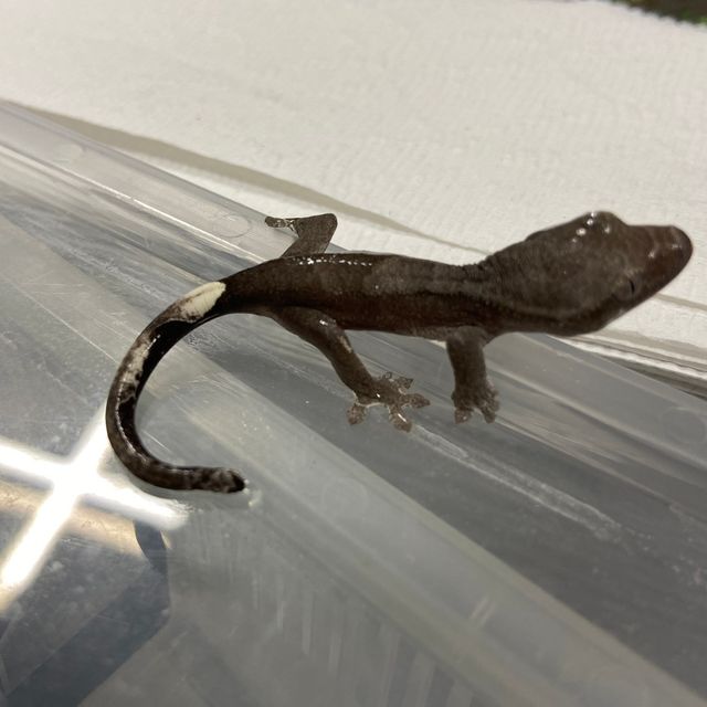 아잔틱