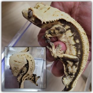 노멀 트라이 쿼드 핀스트라이프