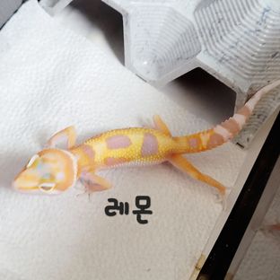 레몬