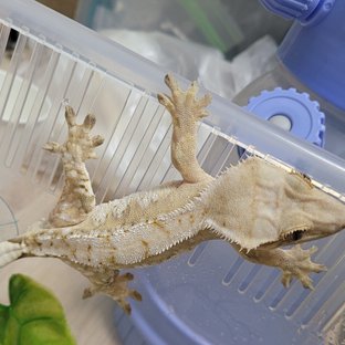 크림시클