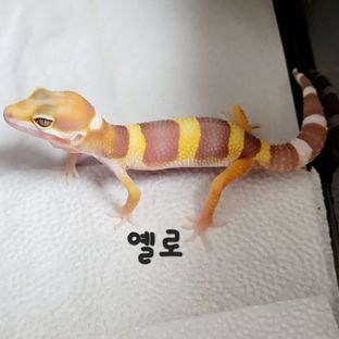 옐로