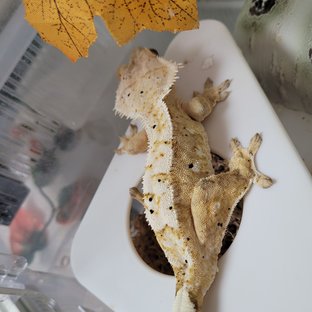 달마시안 크림 브린들