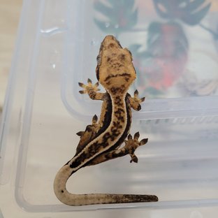 노멀 쿼드 핀스트라이프 풀핀