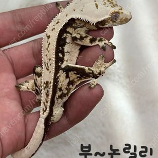 쿠키