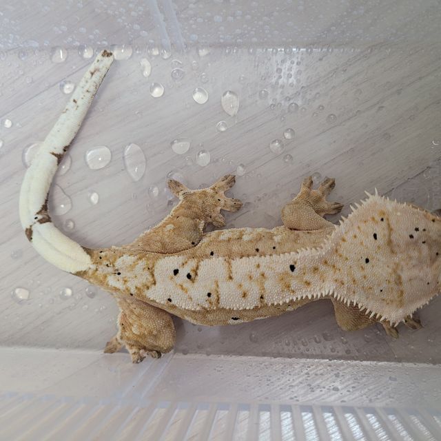 달마시안 크림시클