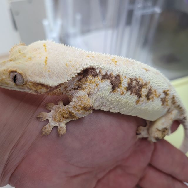 릴리화이트 트라이