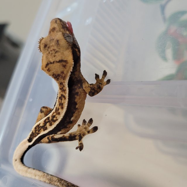 노멀 쿼드 핀스트라이프 풀핀