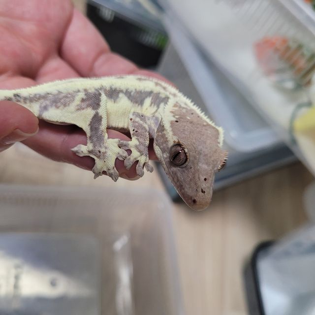 프라푸치노