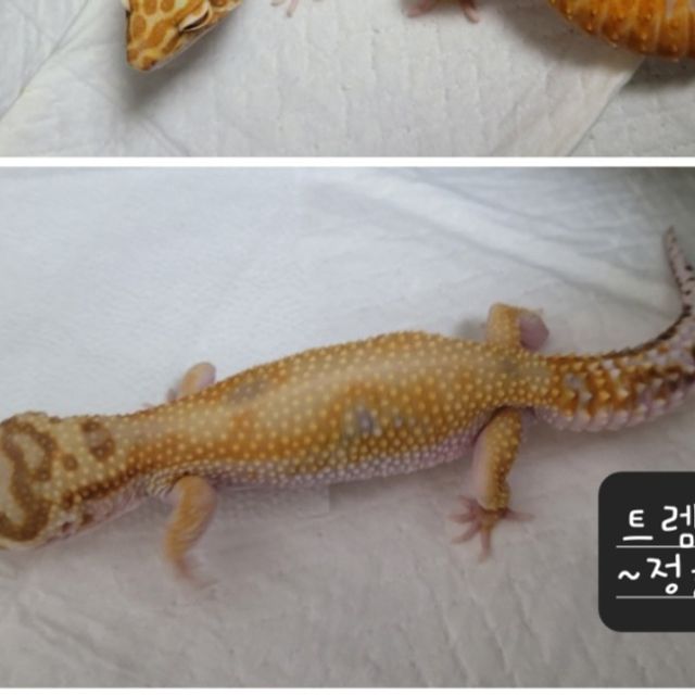 알비노
