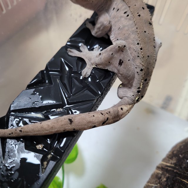 슈퍼달마시안 카푸치노