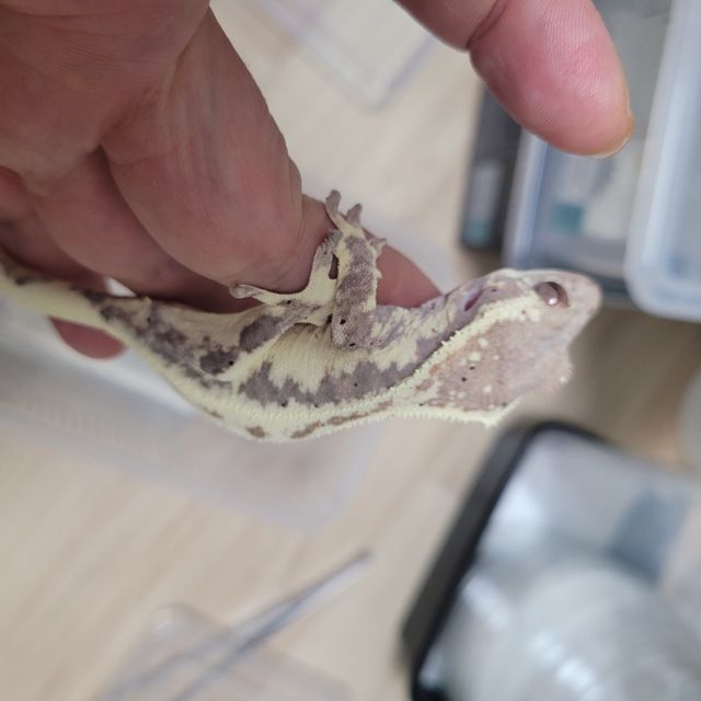 프라푸치노