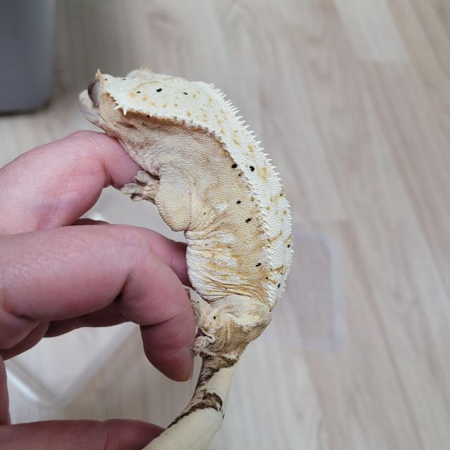 달마시안 크림시클
