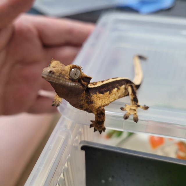 노멀 쿼드 핀스트라이프 풀핀