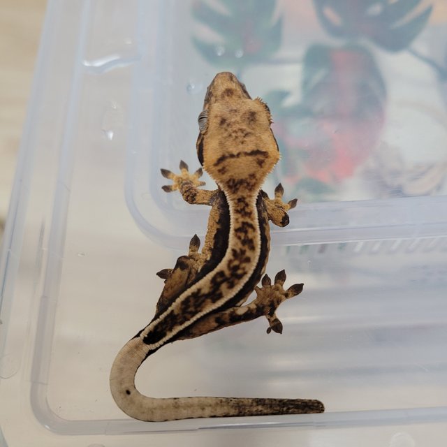 노멀 쿼드 핀스트라이프 풀핀