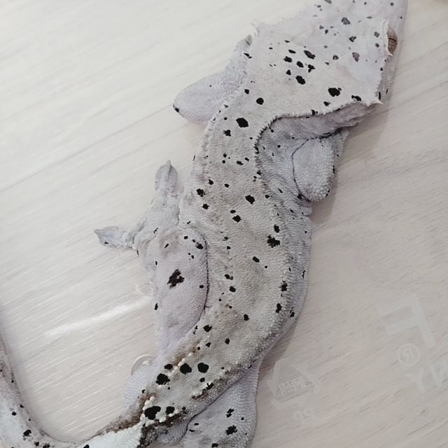 카푸치노 슈퍼달마시안