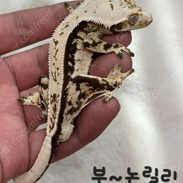 쿼드 핀스트라이프 트라이