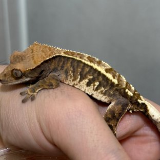 트라이 카푸치노