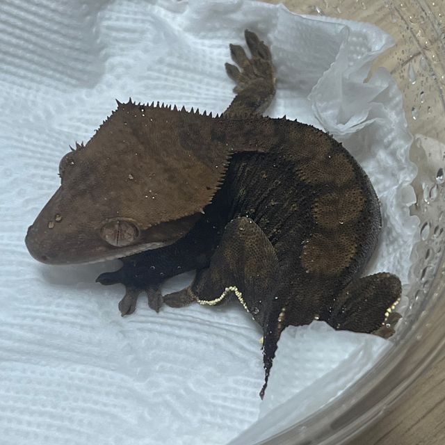 카푸치노 챠콜