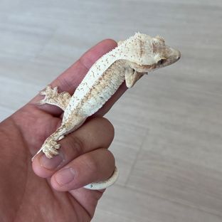 노멀 크림시클 크림 젠젝스