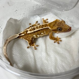 노멀 옐로우 크림 크림시클