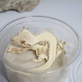 헹키