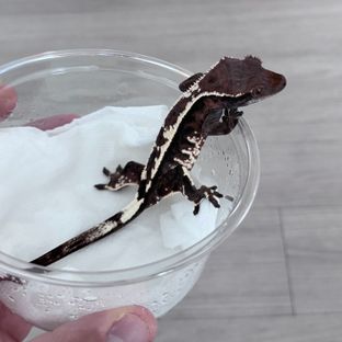 카푸치노
