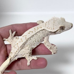 Normal Drippy White Spot