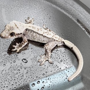 Normal Drippy White Spot